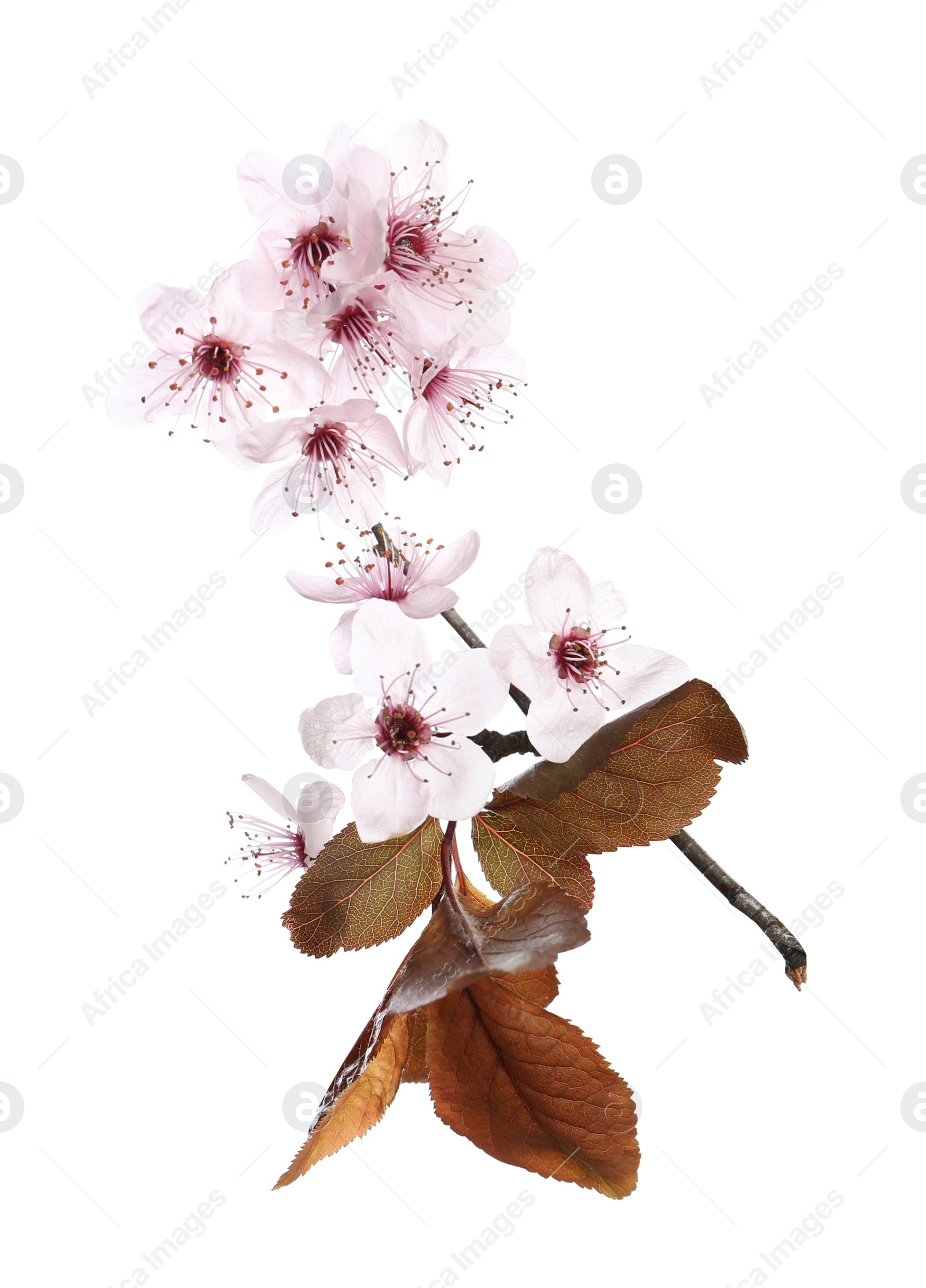 Photo of Branch of plum tree with beautiful blossom isolated on white. Spring season