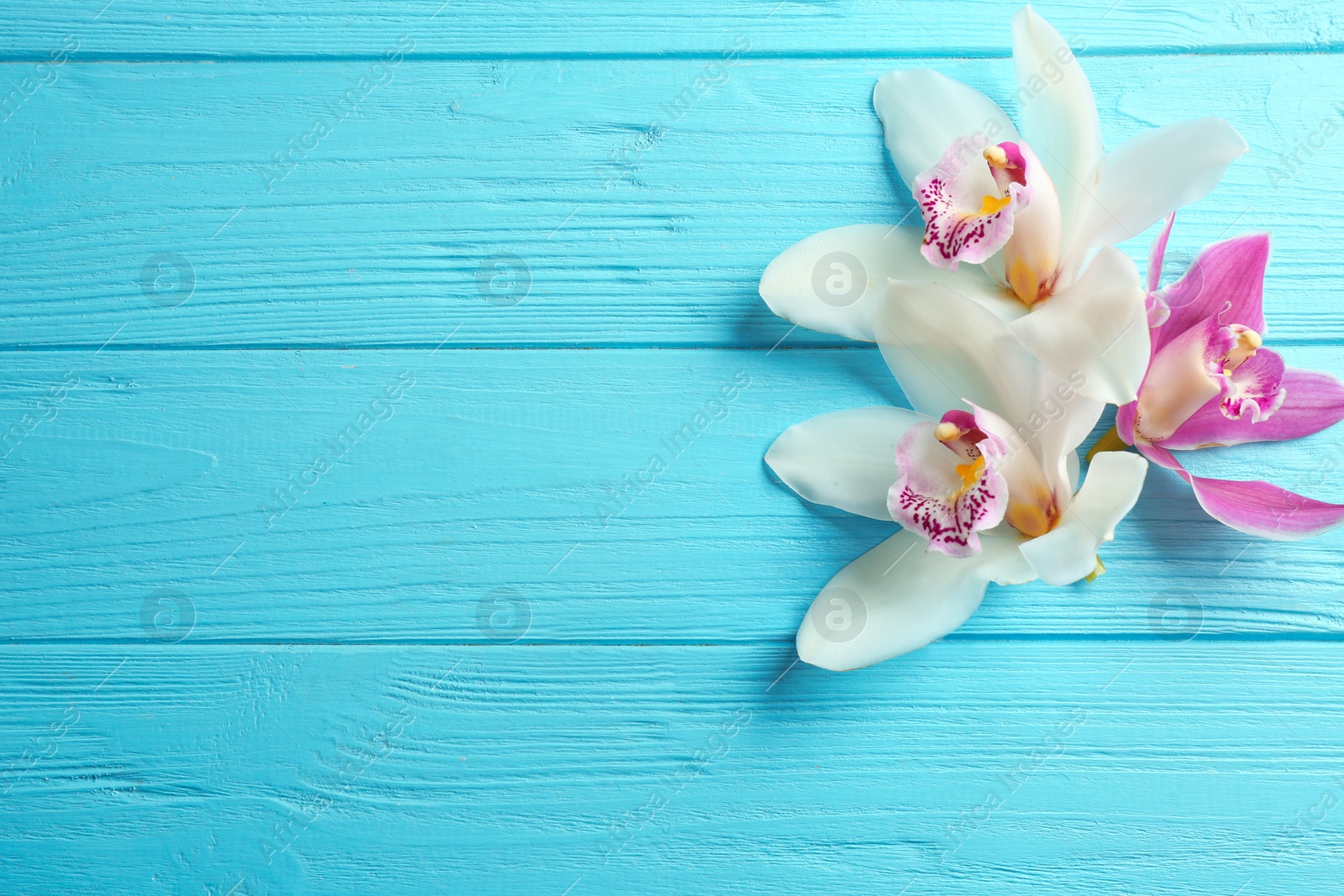 Photo of Beautiful tropical orchid flowers on blue wooden background, flat lay. Space for text
