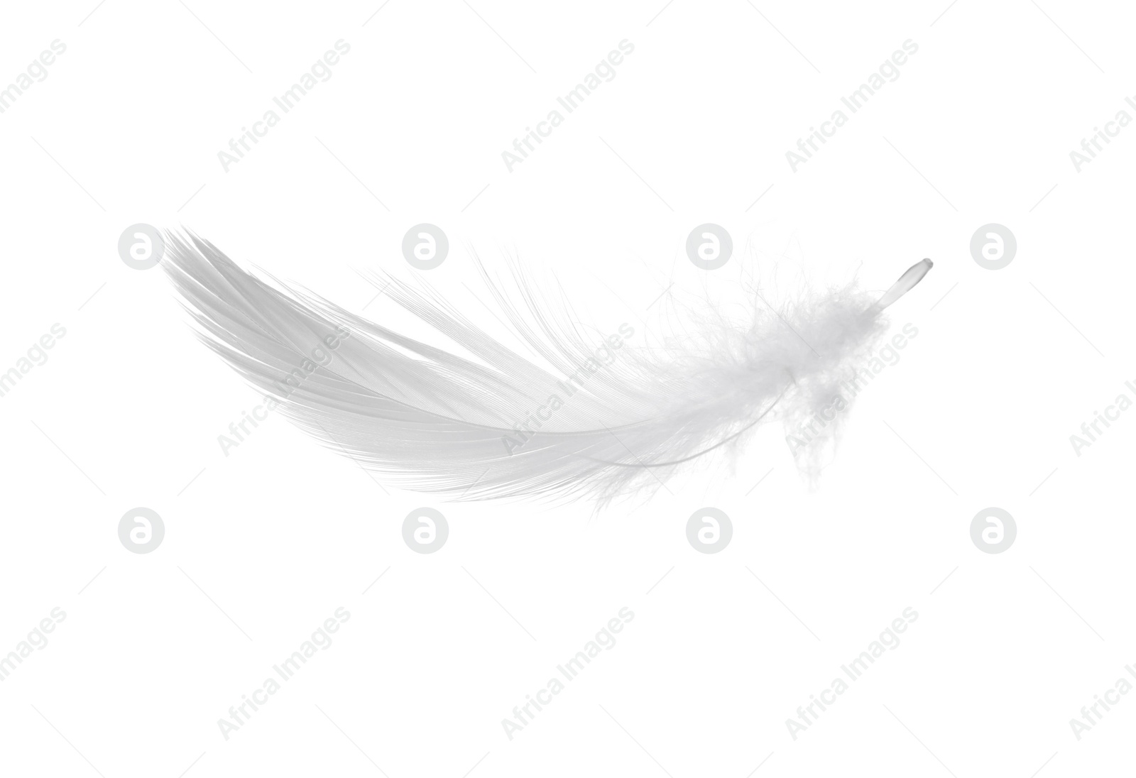 Photo of Beautiful fluffy bird feather isolated on white