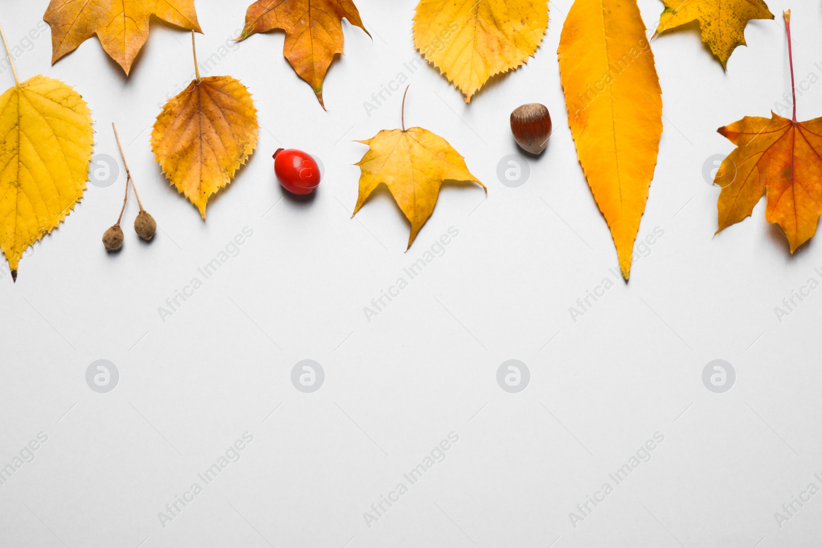 Photo of Flat lay composition with autumn leaves on white background. Space for text