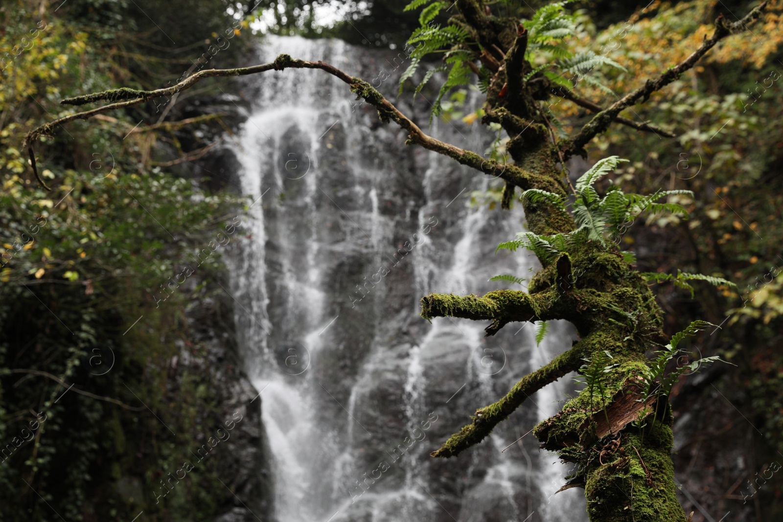 Photo of Picturesque view of beautiful mountain waterfall and green plants outdoors