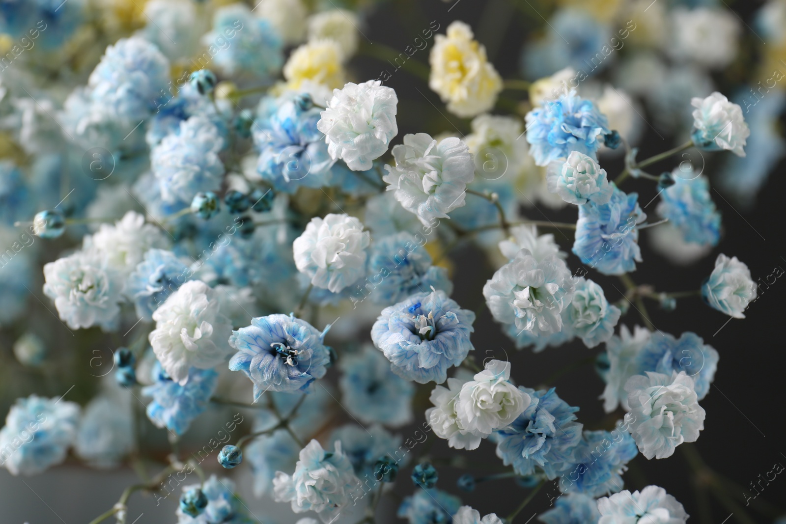 Photo of Many beautiful dyed gypsophila flowers on dark grey background, closeup