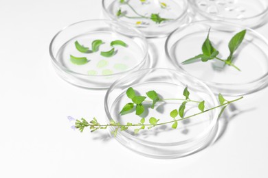 Petri dishes with different plants on white background, closeup