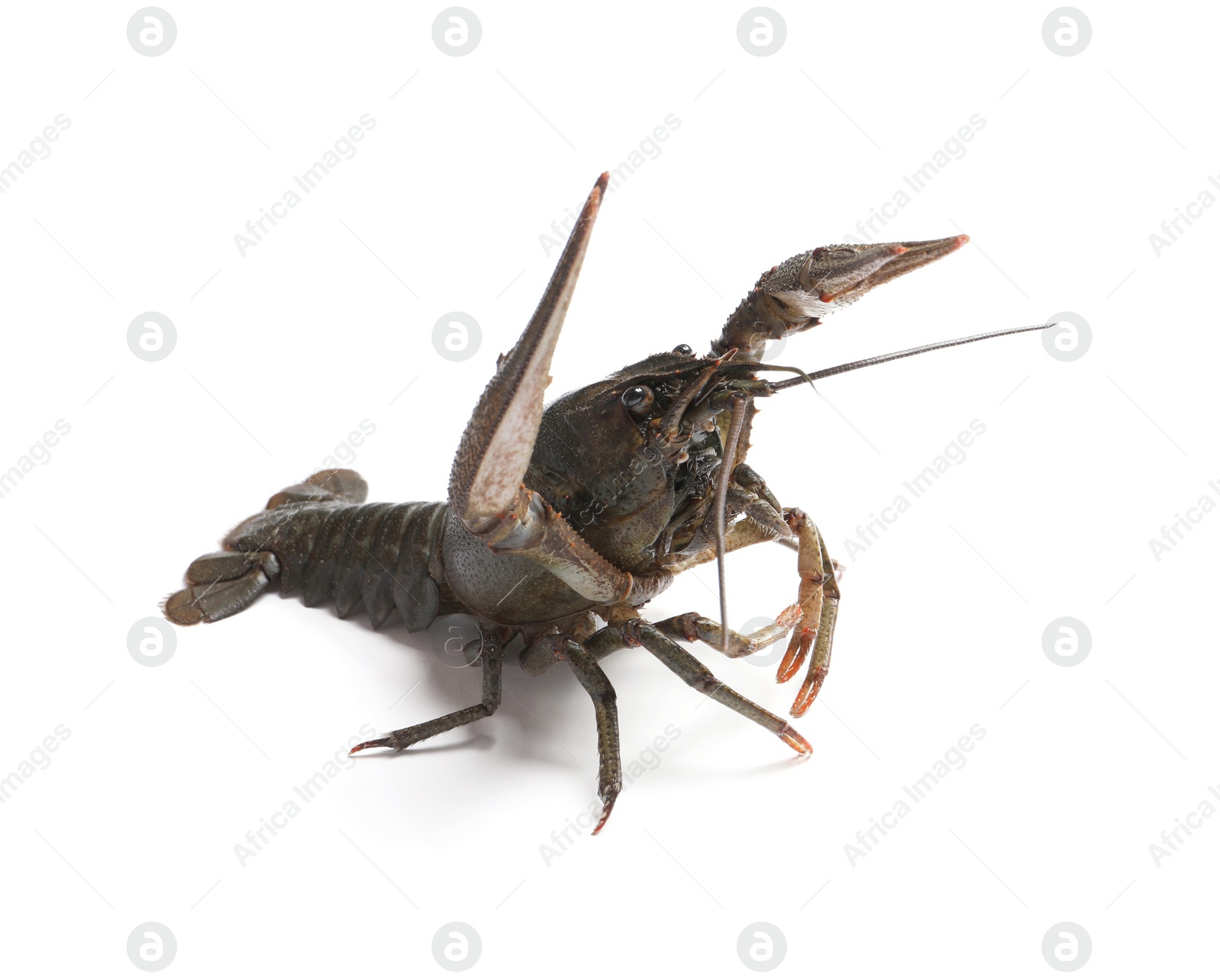 Photo of One fresh raw crayfish isolated on white