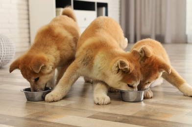 Photo of Cute akita inu puppies eating from bowls at home