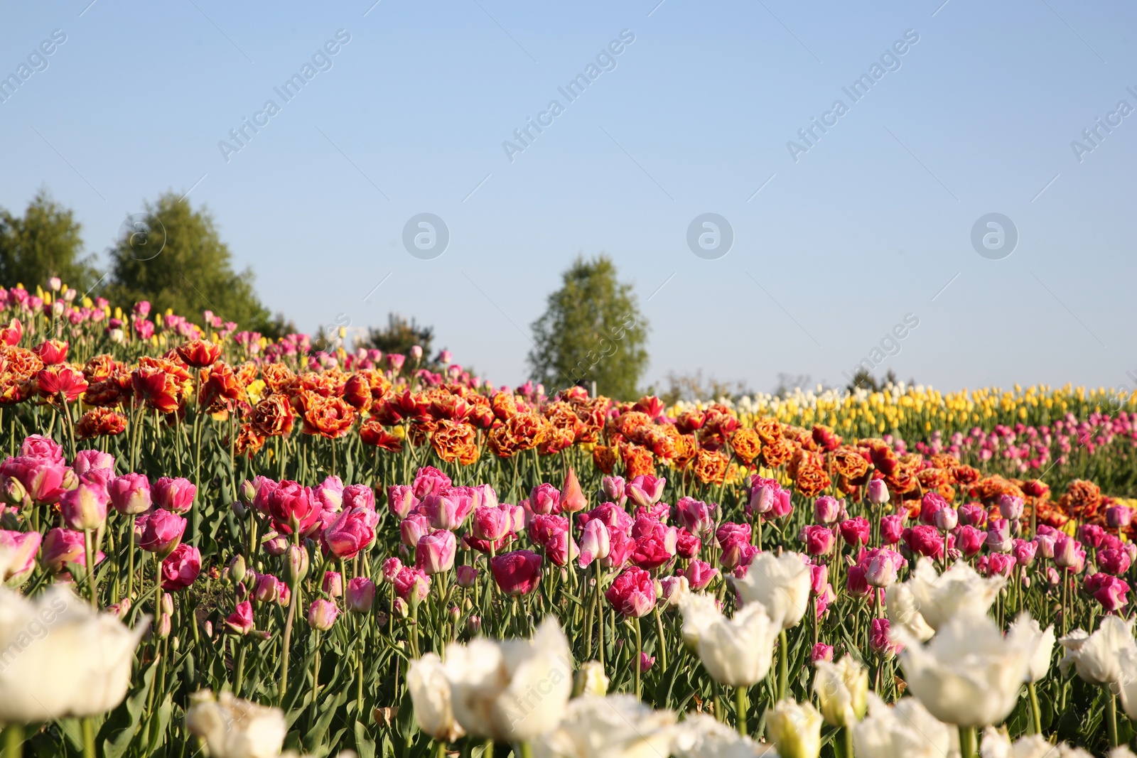 Photo of Beautiful colorful tulip flowers growing in field on sunny day