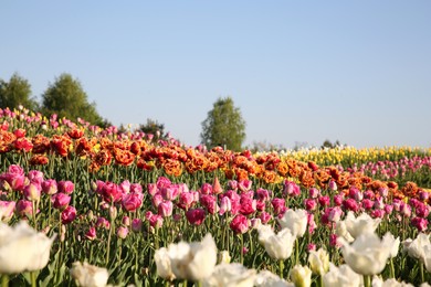 Beautiful colorful tulip flowers growing in field on sunny day