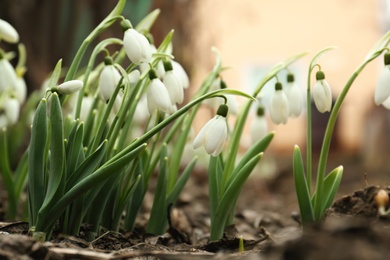 Photo of Fresh blooming snowdrop flowers growing in soil outdoors