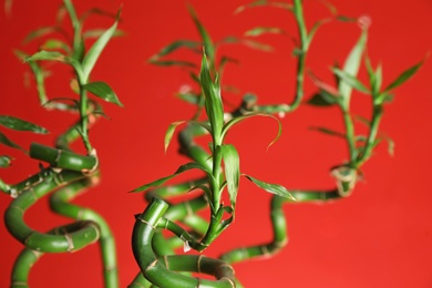 Bamboo stems on red background, closeup view