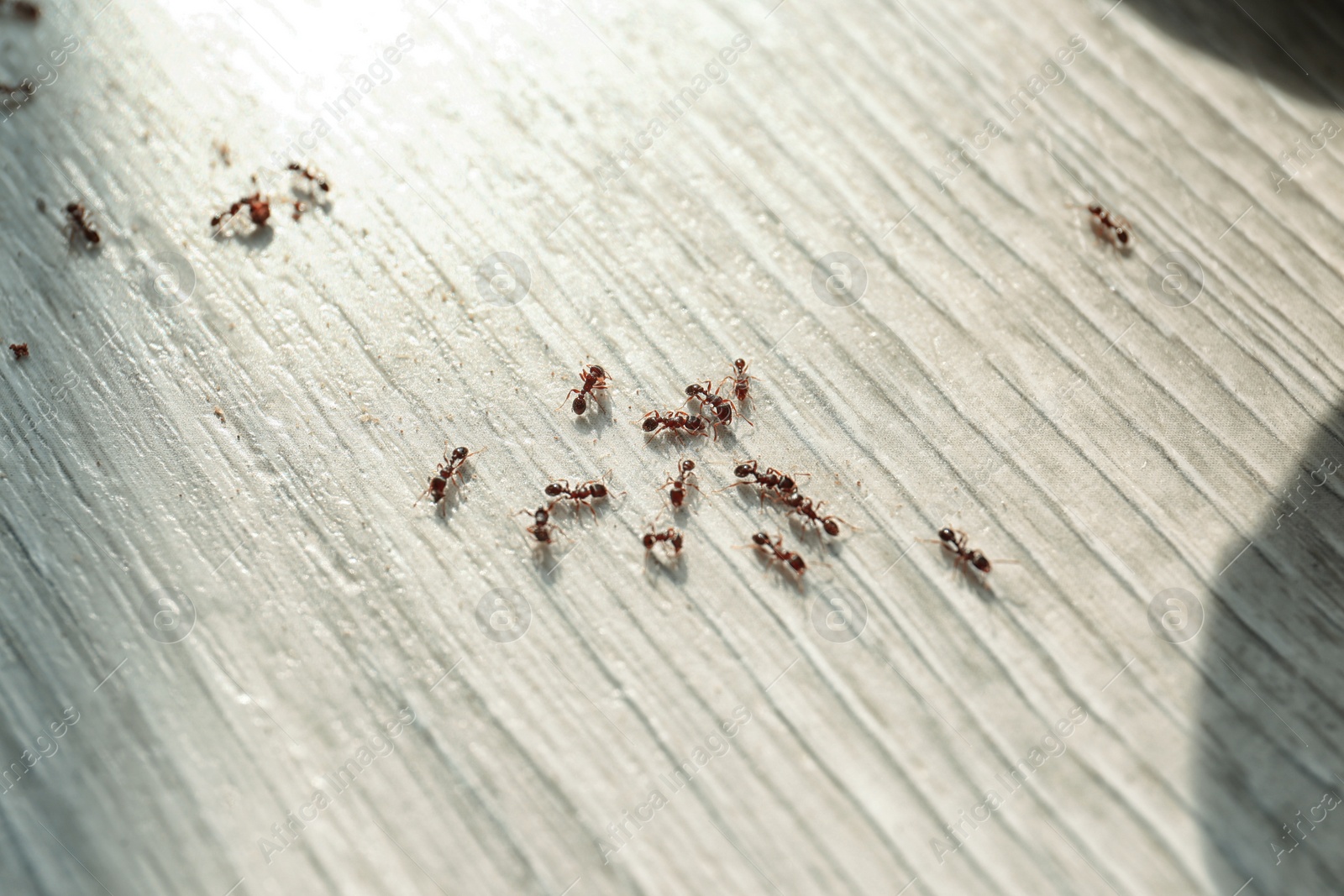 Photo of Many black ants on floor at home. Pest control