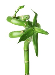 Beautiful green bamboo stem with leaves isolated on white