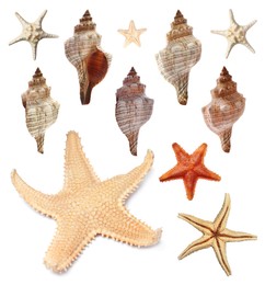 Image of Collection of different beautiful sea stars and shells on white background
