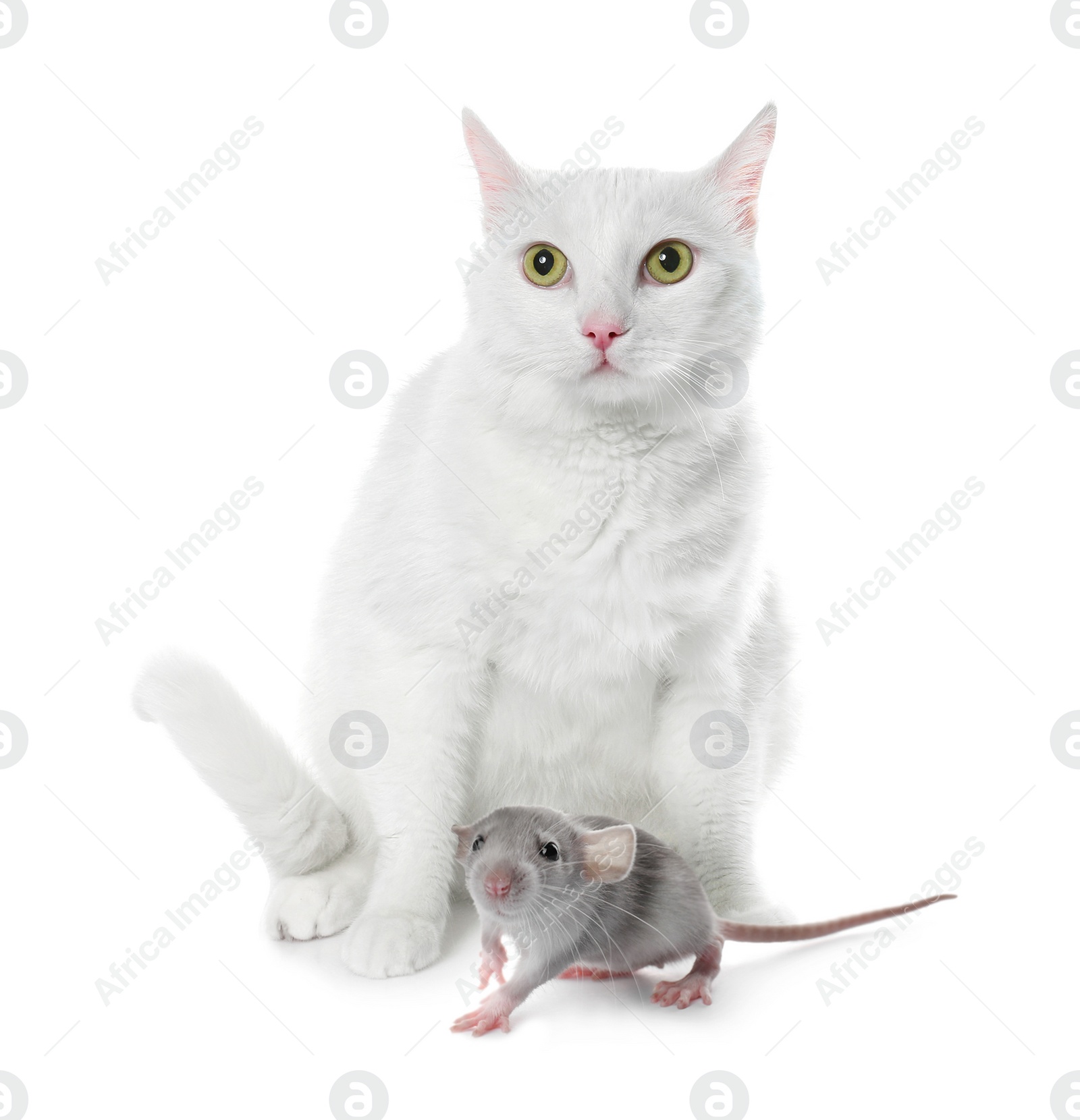 Image of Cute cat and rat on white background. Lovely pets