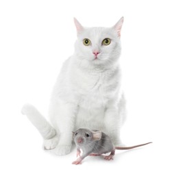 Cute cat and rat on white background. Lovely pets