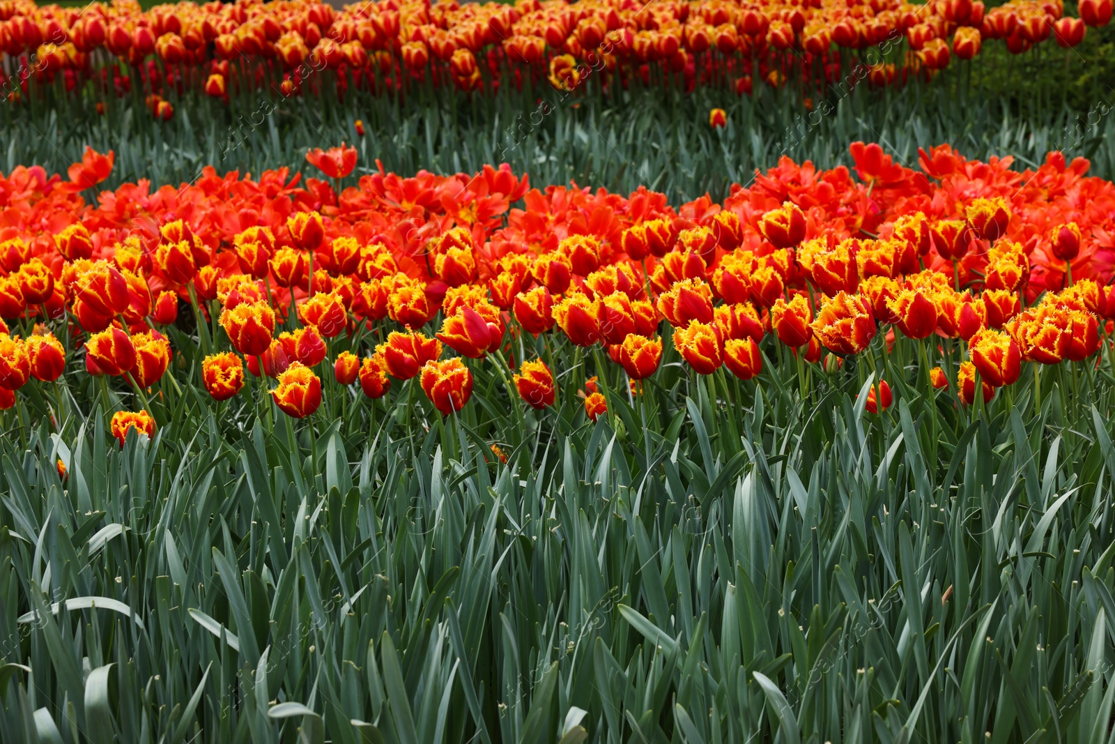 Photo of Many beautiful tulip flowers growing outdoors. Spring season