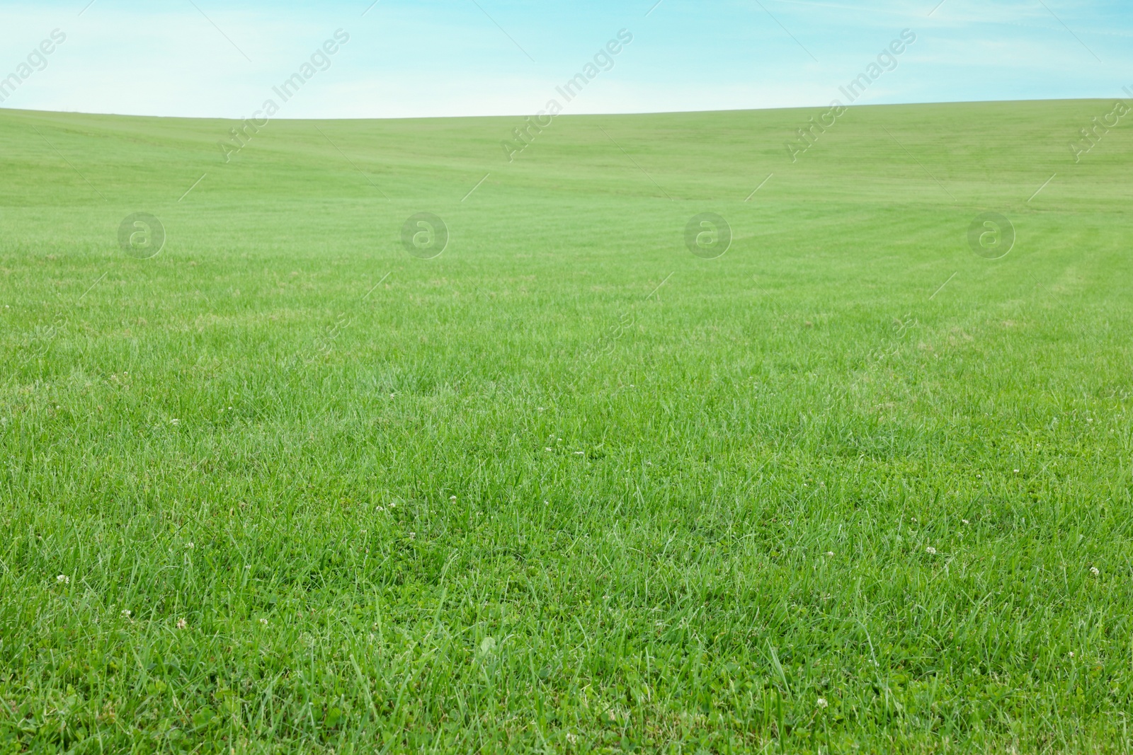 Photo of Beautiful lawn with bright green grass outdoors