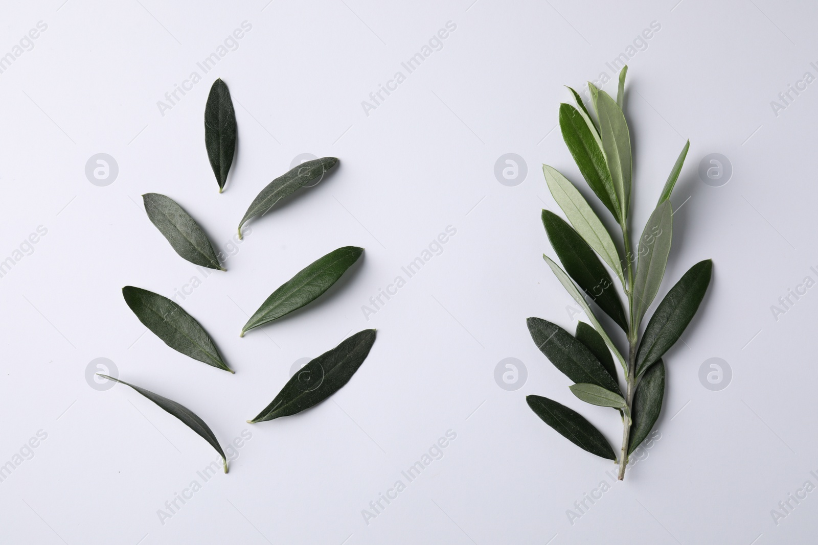 Photo of Fresh green olive leaves on white background, flat lay