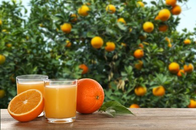 Fresh orange juice on wooden table in orchard. Space for text