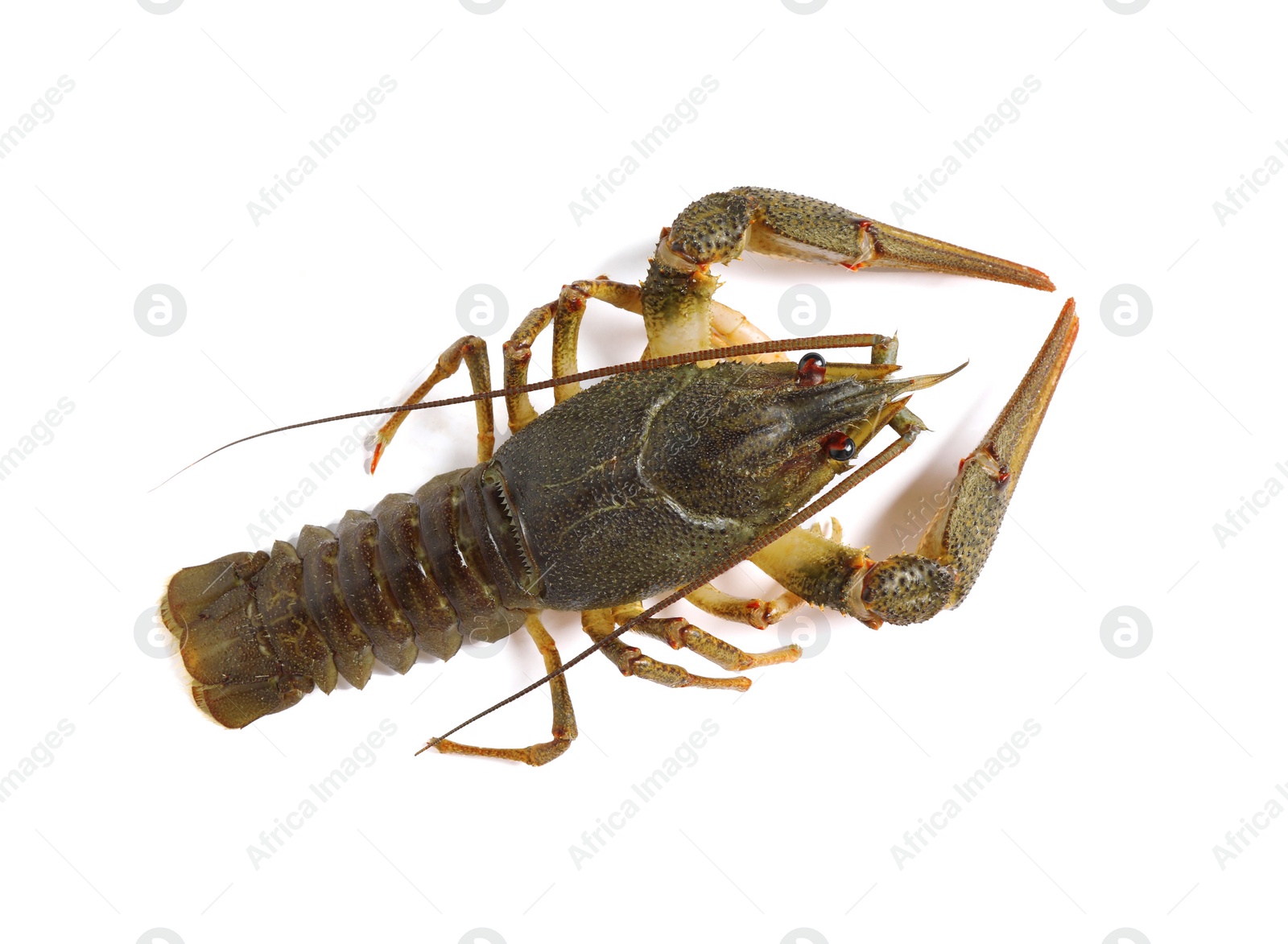 Photo of Fresh raw crayfish isolated on white, top view. Healthy seafood