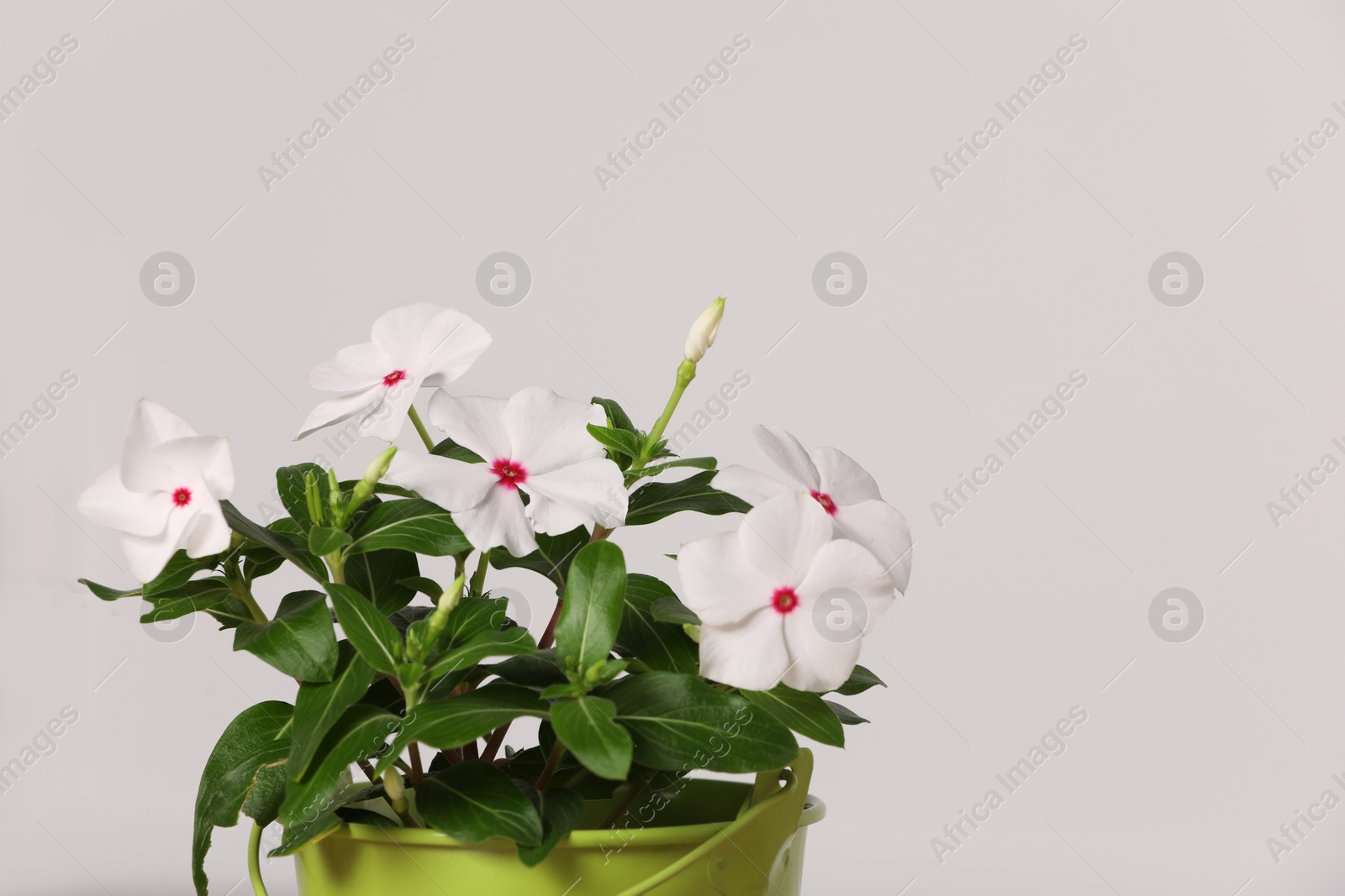 Photo of Beautiful catharanthus flower in pot on light grey background, space for text