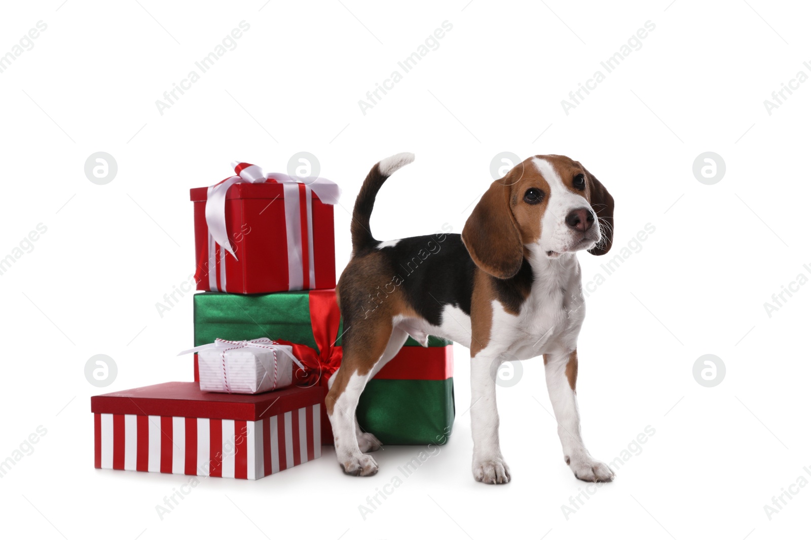 Photo of Cute Beagle puppy and Christmas presents on white background. Adorable pet