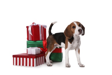 Photo of Cute Beagle puppy and Christmas presents on white background. Adorable pet