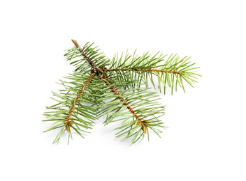 Branch of Christmas tree on white background