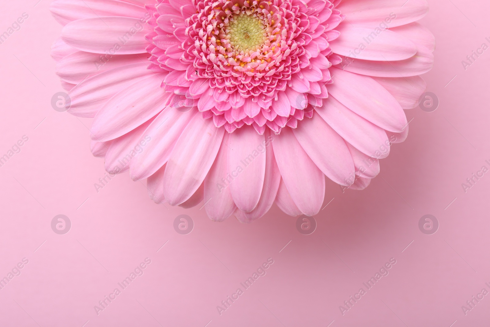 Photo of One beautiful tender gerbera flower on pink background, top view. Space for text