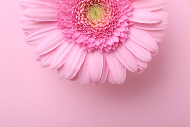 Photo of One beautiful tender gerbera flower on pink background, top view. Space for text