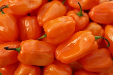 Photo of Orange hot chili peppers as background, closeup