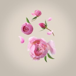 Image of Beautiful pink peony flowers flying on light background