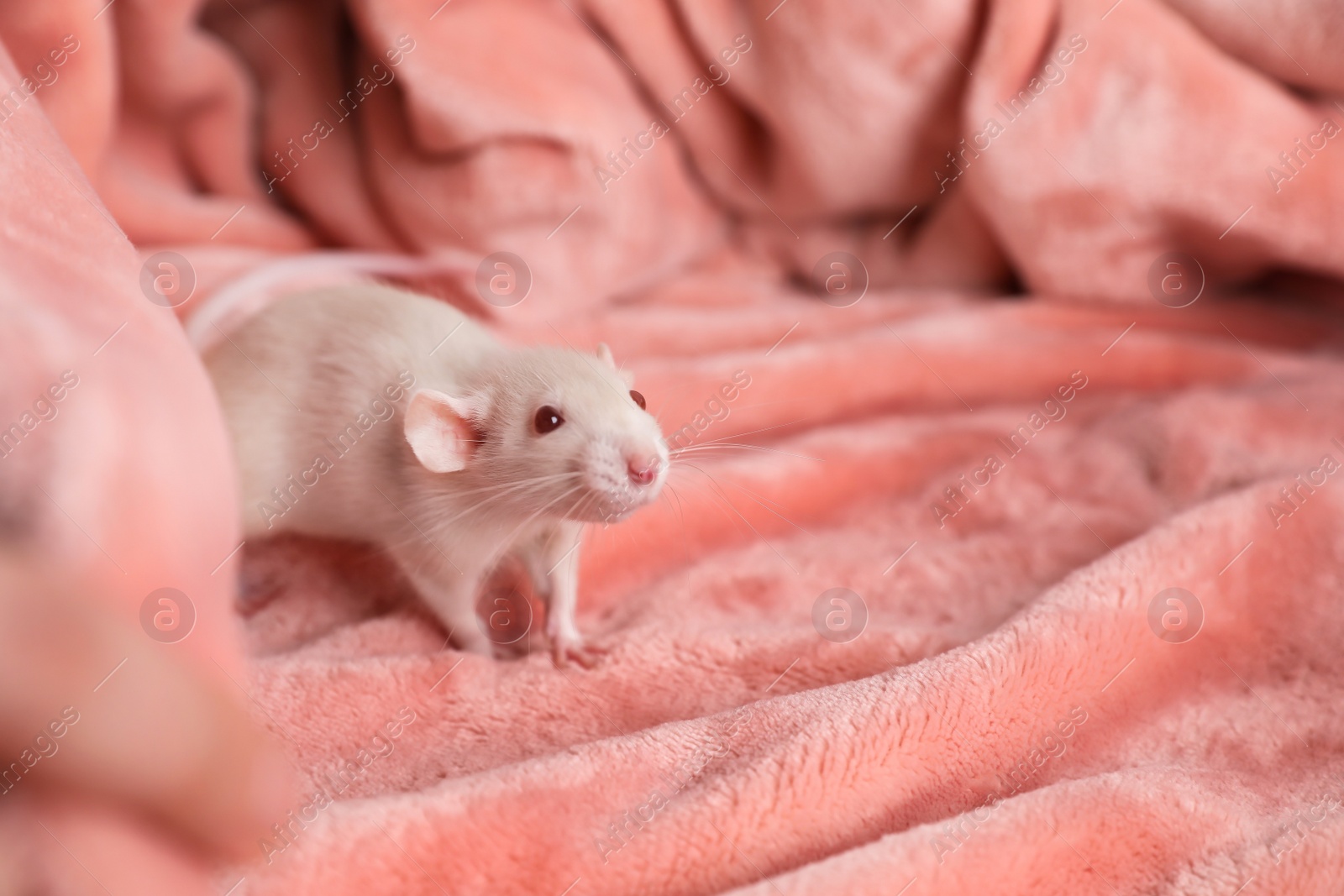 Photo of Cute small rat on soft pink blanket, space for text