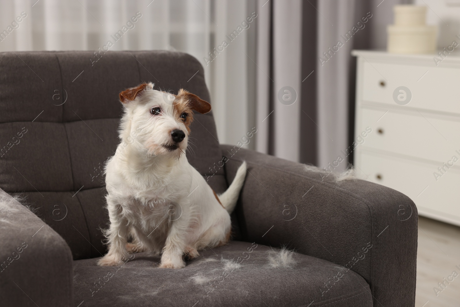 Photo of Cute dog sitting on armchair with pet hair at home