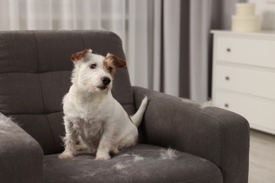 Cute dog sitting on armchair with pet hair at home