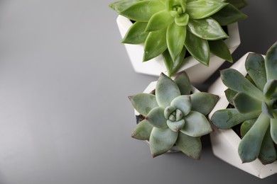 Photo of Beautiful succulents on light grey table, flat lay. Space for text