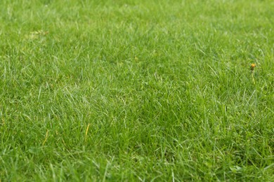 Photo of Beautiful lawn with green grass growing outdoors