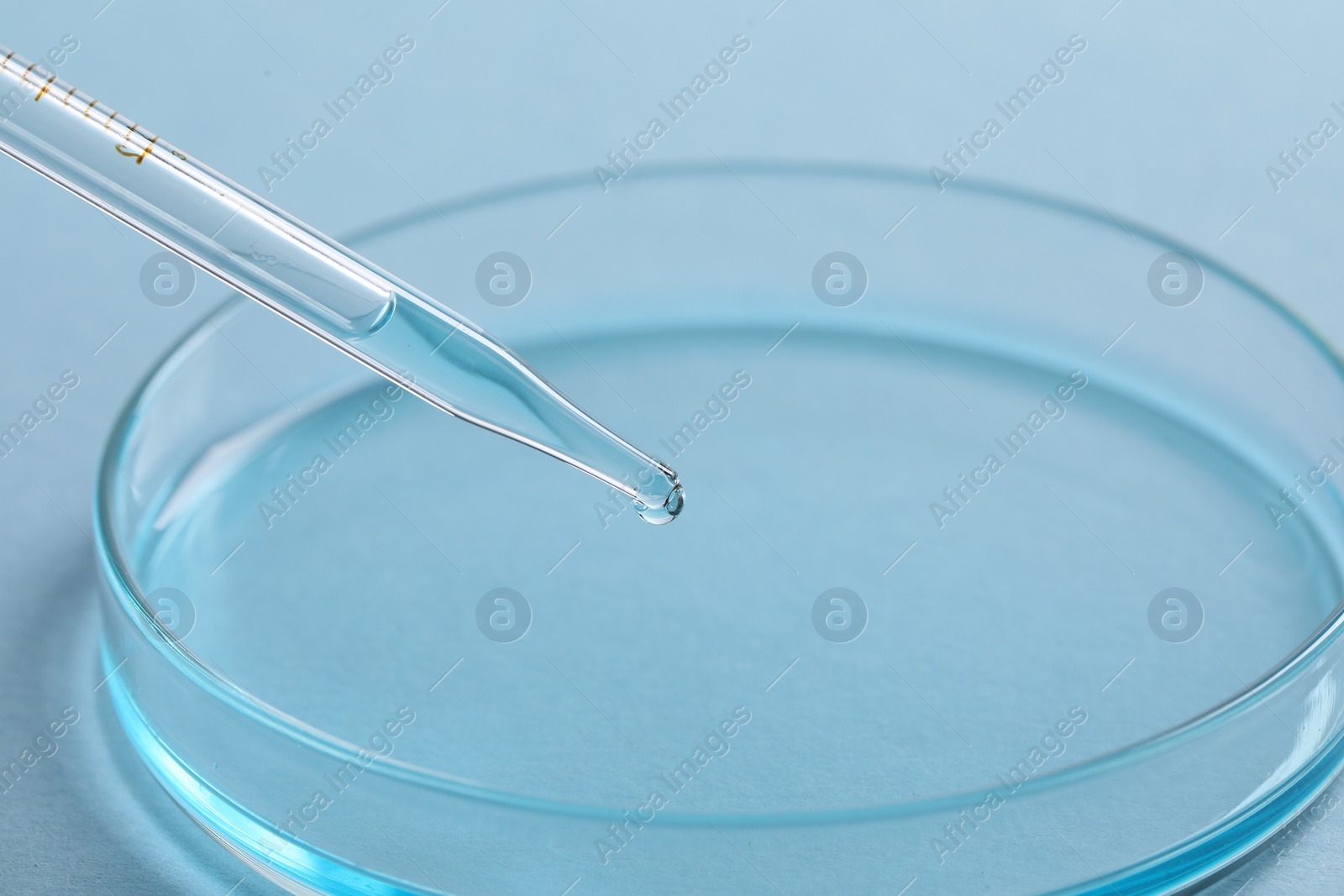 Photo of Dripping liquid from pipette into petri dish at light blue background, closeup. Laboratory analysis