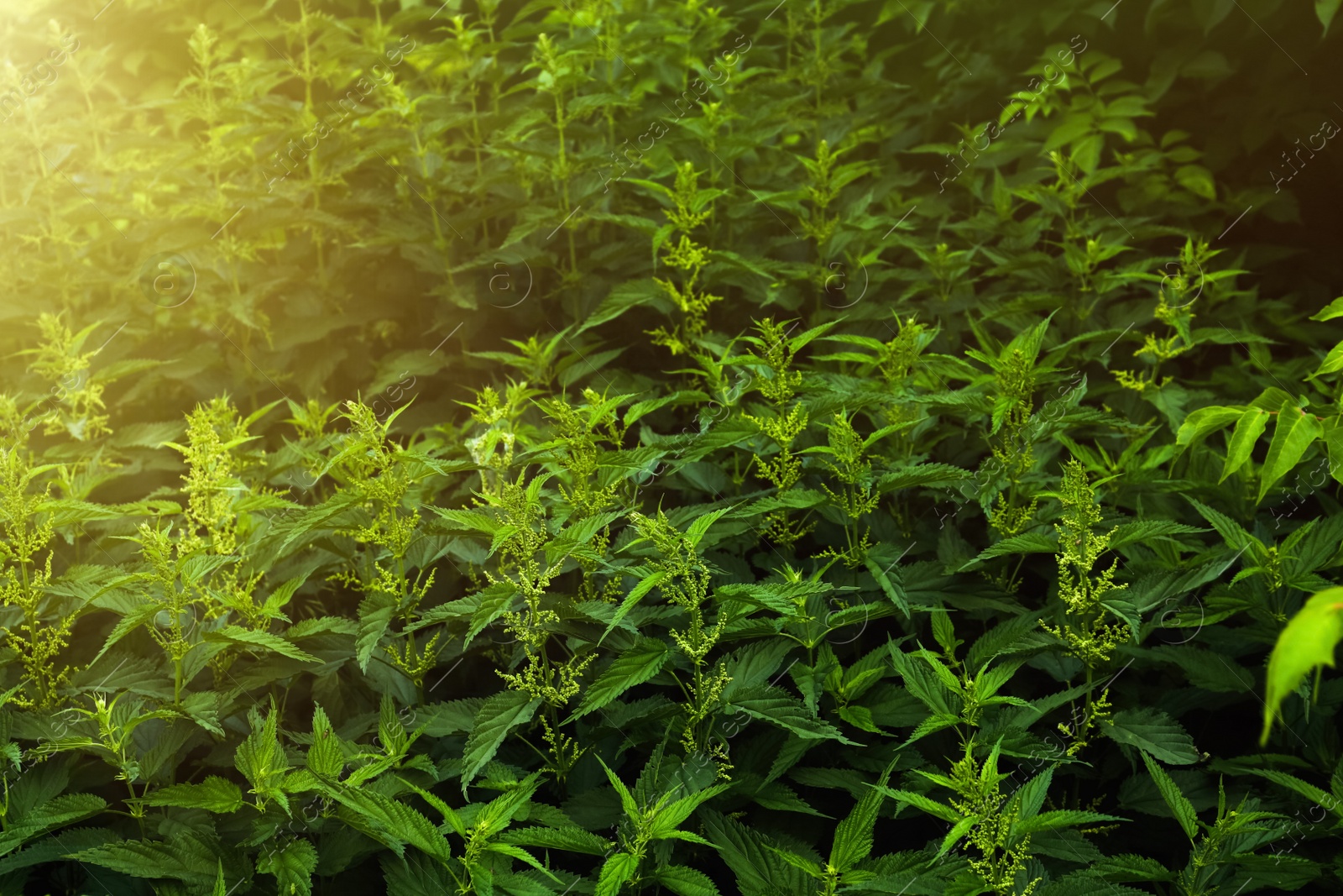 Photo of Beautiful green stinging nettle plants growing outdoors