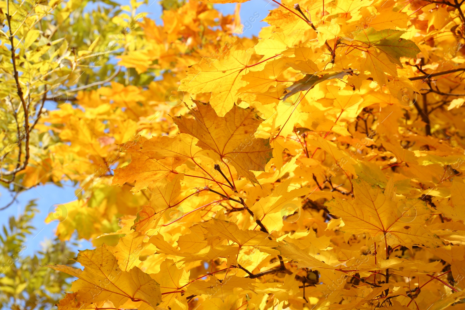 Photo of Beautiful tree with golden leaves outdoors, low angle view. Autumn season