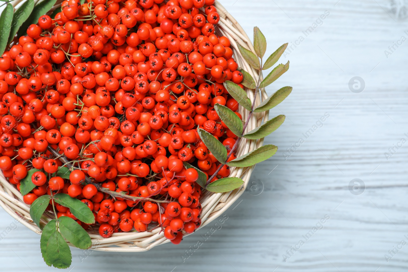 Photo of Fresh ripe rowan berries and leaves in wicker basket on white wooden table, top view. Space for text