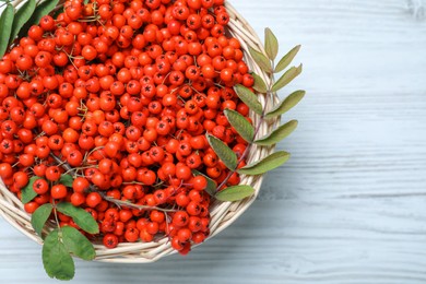 Fresh ripe rowan berries and leaves in wicker basket on white wooden table, top view. Space for text