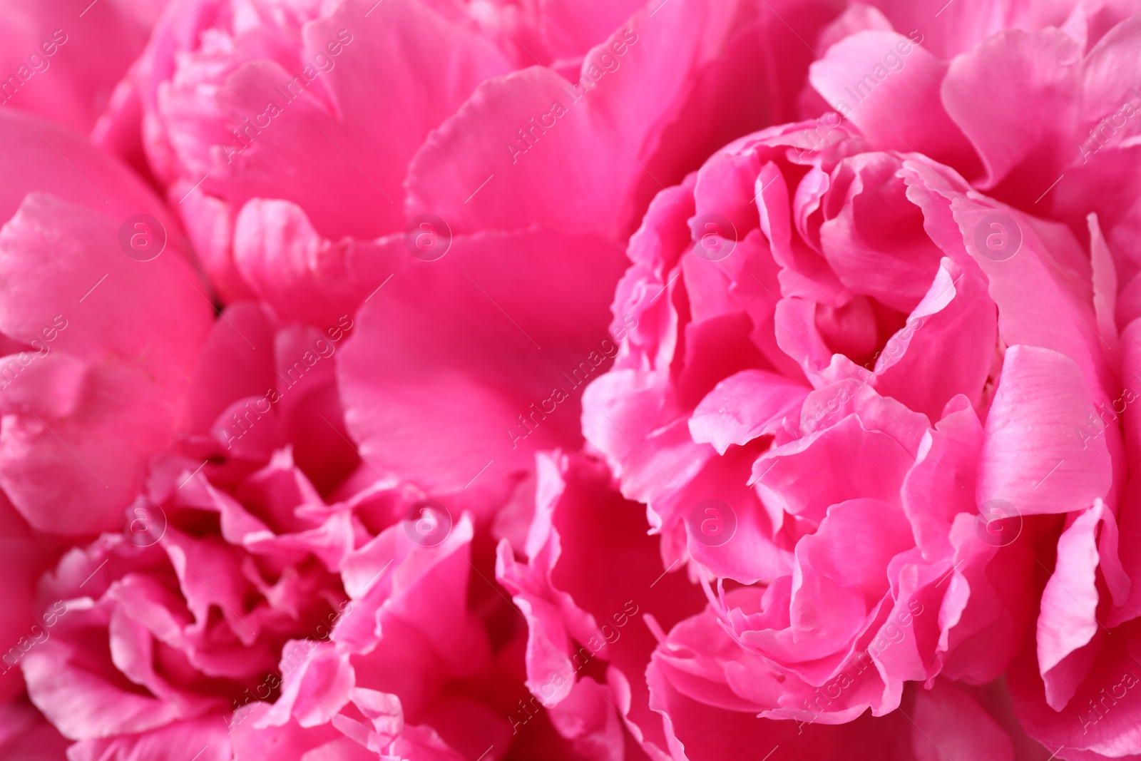 Photo of Beautiful pink peony bouquet as background, closeup