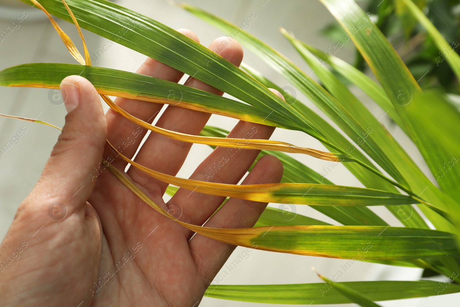 Photo of Woman near houseplant with leaf blight disease, closeup