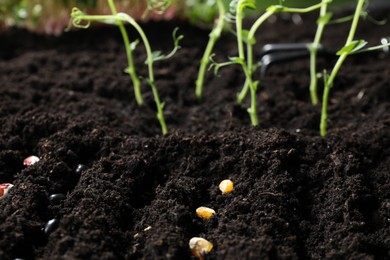 Rows with different seeds in fertile soil. Vegetable growing