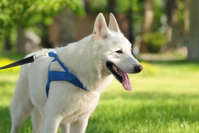 Photo of Cute white Swiss Shepherd dog in park