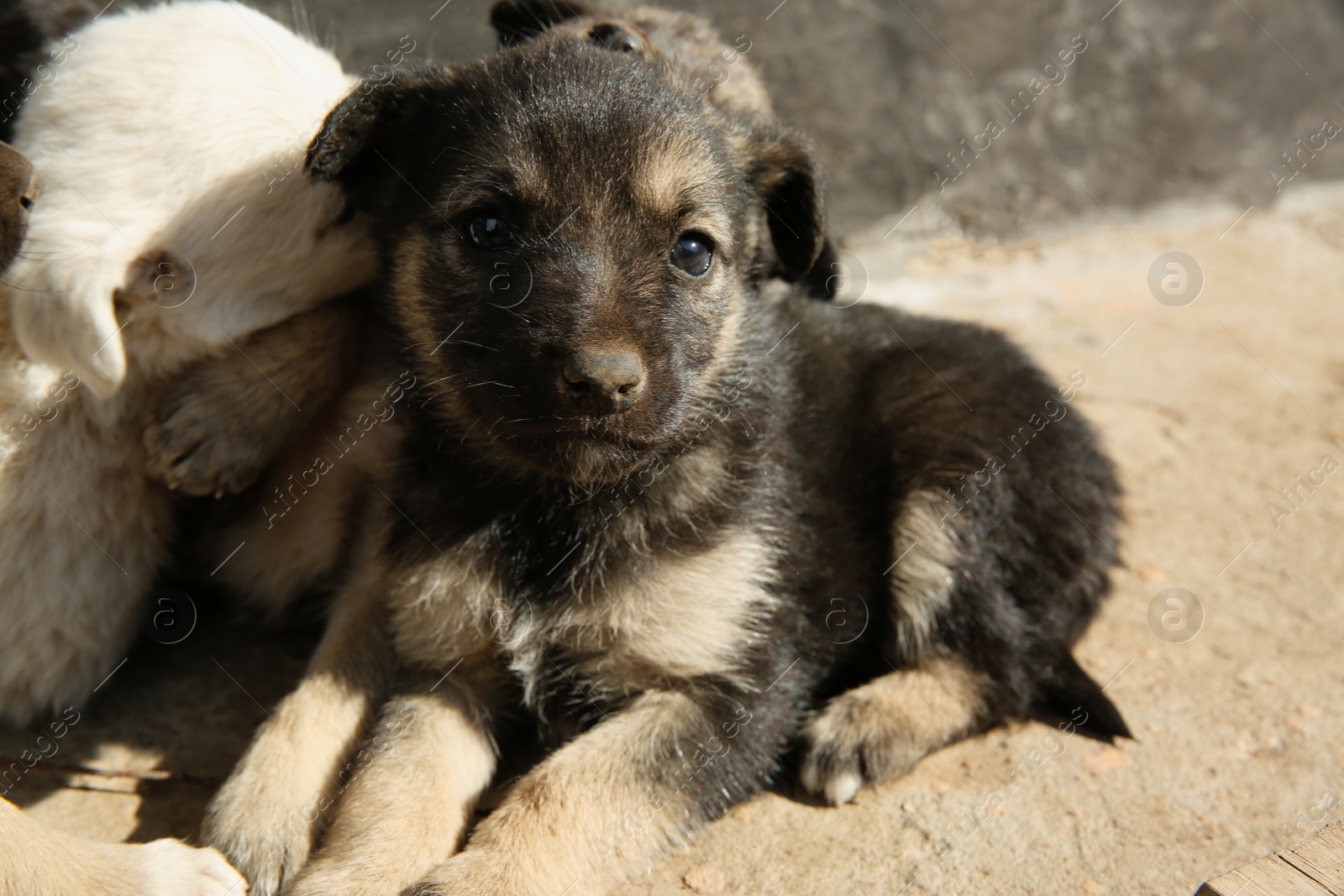 Photo of Stray puppies outdoors on sunny day, closeup. Baby animals