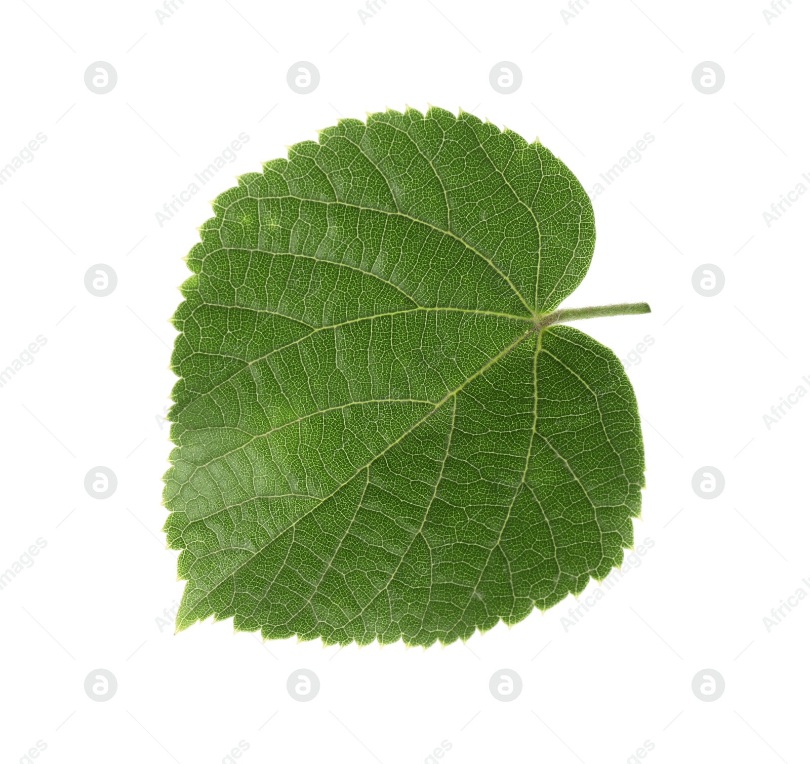 Photo of Young fresh green linden leaf isolated on white