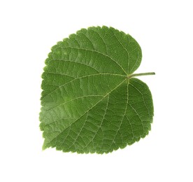 Photo of Young fresh green linden leaf isolated on white