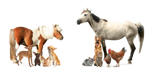 Collage with horse and other pets on white background. Banner design