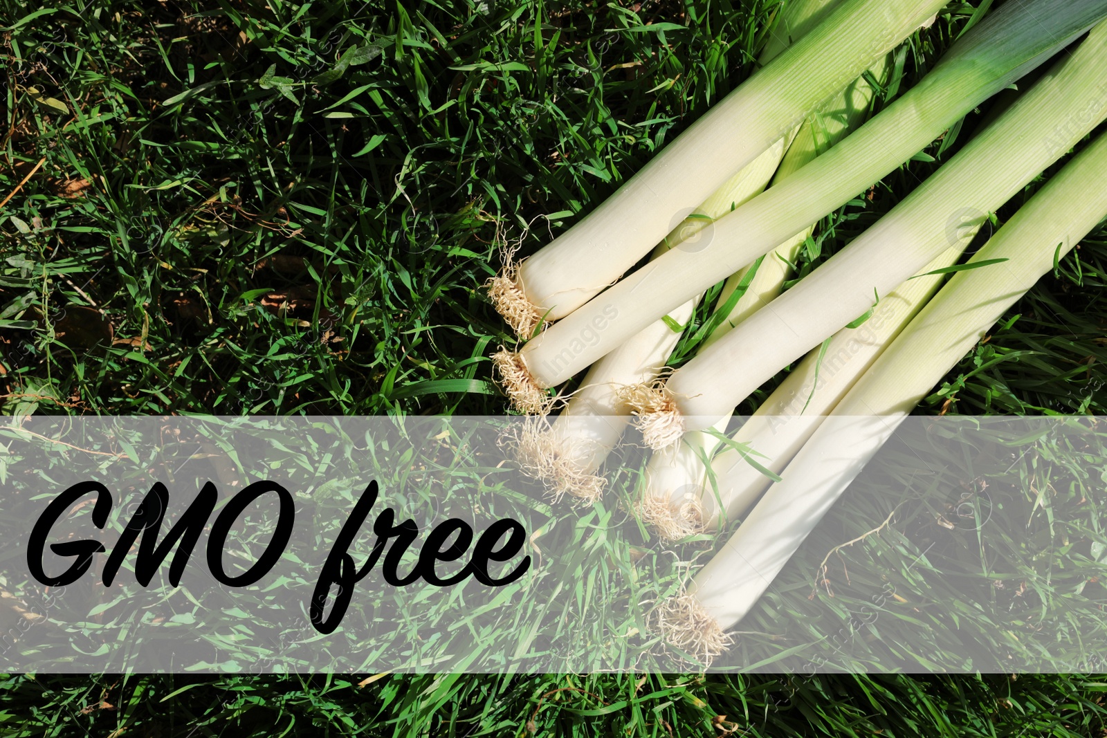 Image of Concept of GMO free crop. Fresh raw leeks on green grass outdoors, above view